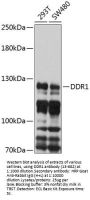 DDR1 Antibody