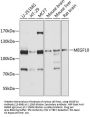 MEGF10 Antibody