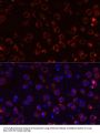 MEGF10 Antibody