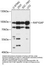 RAP1GAP Antibody