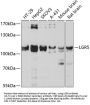 LGR5 Antibody