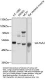 SLC16A3 Antibody