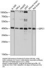 GIPC1 Antibody