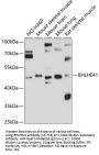 BHLHE41 Antibody