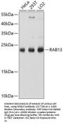 RAB13 Antibody