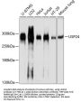 USP24 Antibody
