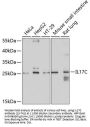 IL17C Antibody