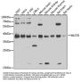 MLST8 Antibody, KO Validated