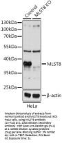 MLST8 Antibody, KO Validated