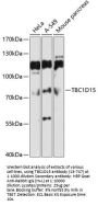 TBC1D15 Antibody