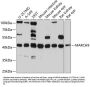 MARCH9 Antibody