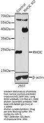 RHOC Antibody, KO Validated