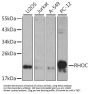 RHOC Antibody, KO Validated