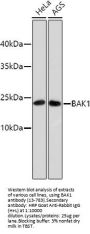 BAK1 Antibody [48A10]