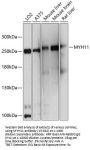 MYH11 Antibody