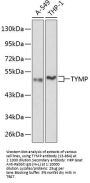 TYMP Antibody