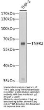 TNFR2 Antibody
