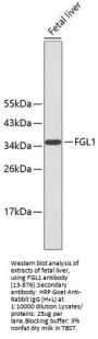 FGL1 Antibody