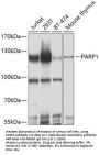 PARP1 Antibody