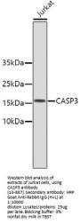 Active Caspase-3 Antibody [H9E5]