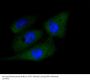 Active Caspase-3 Antibody [H9E5]