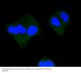 Active Caspase-3 Antibody [H9E5]