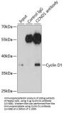 Cyclin D1 Antibody
