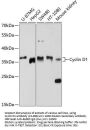 Cyclin D1 Antibody