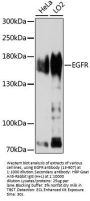 EGFR Antibody