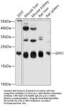 GPX1 Antibody