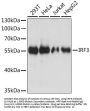 IRF3 Antibody, KO Validated