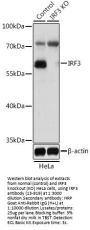 IRF3 Antibody, KO Validated
