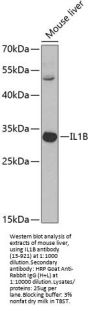 IL1B Antibody