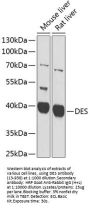 DES Antibody