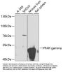 PPAR gamma Antibody