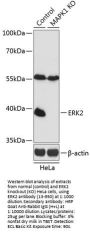 ERK2 Antibody, KO Validated