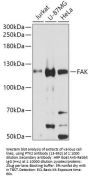 FAK Antibody