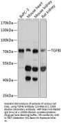 TGFBI Antibody