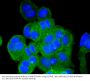 SQSTM1 / p62 Antibody