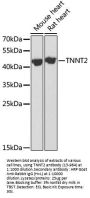 TNNT2 Antibody
