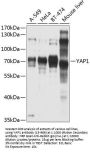 YAP1 Antibody