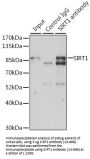 SIRT1 Antibody, KO Validated