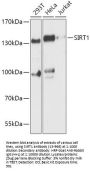 SIRT1 Antibody, KO Validated