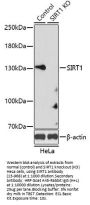 SIRT1 Antibody, KO Validated