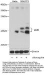LC3B Antibody, KO Validated