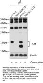 LC3B Antibody, KO Validated