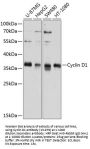 Cyclin D1 Antibody
