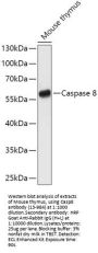 Caspase 8 Antibody