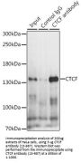 CTCF Antibody