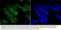 CTCF Antibody